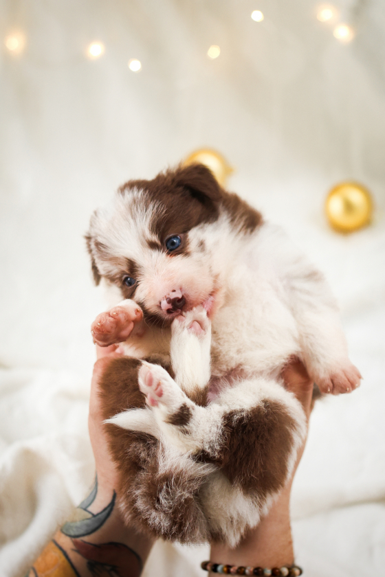 Almond Croissant with Blueberries
