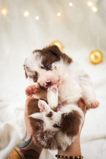 Almond Croissant with Blueberries