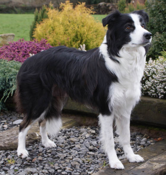 Fircroft Domini
