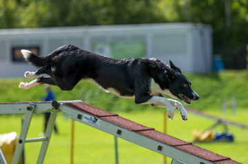 Misty Highland Zenzi