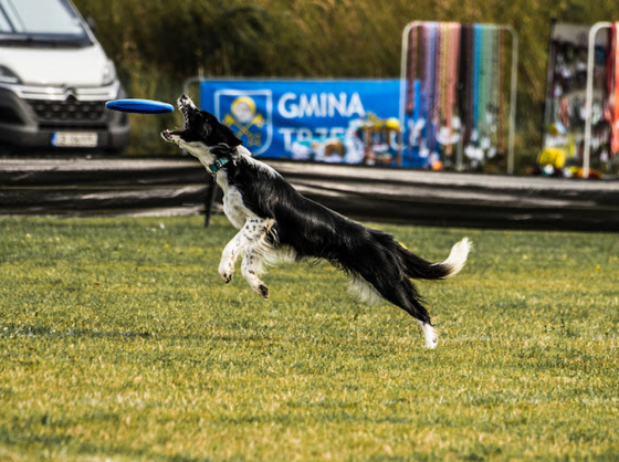 Chase Your Dreams Dancing Paws