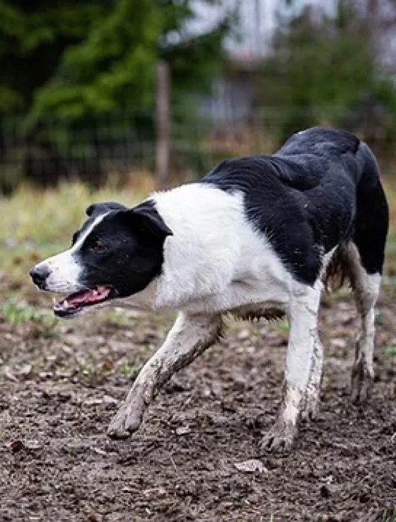 Nelli