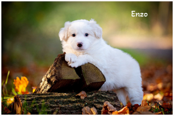 Delong Line Enzo