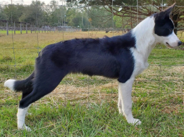 Grandam Just Can't Get Enough Goes Solidgold