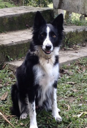 Vick
