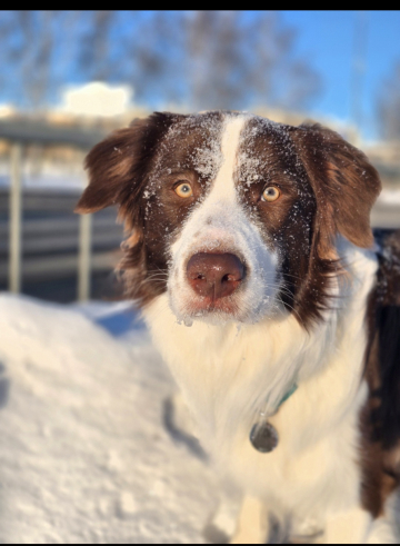 Queenline New Horizons