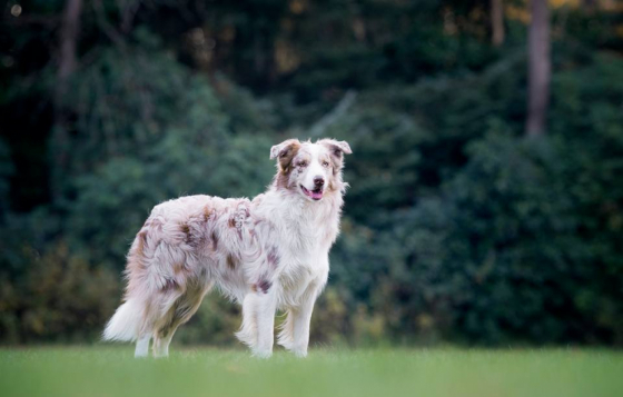 Shepherds Wish Porthos