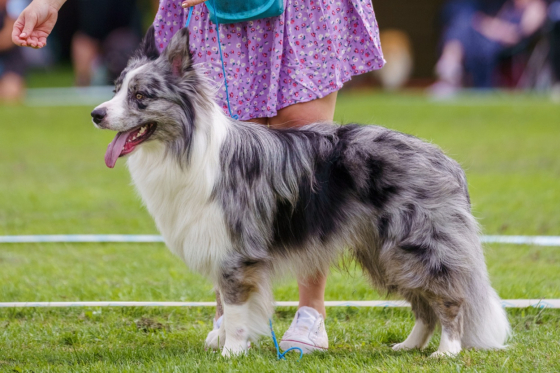 North Irbis Nico z Cernobilych