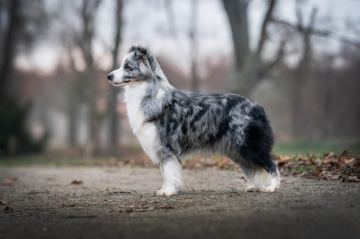 Due Parchi Pic Pokey Kriss