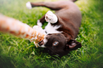 Amare Montis Parchamo