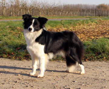 Mystic Realms Your Diamond Icefall