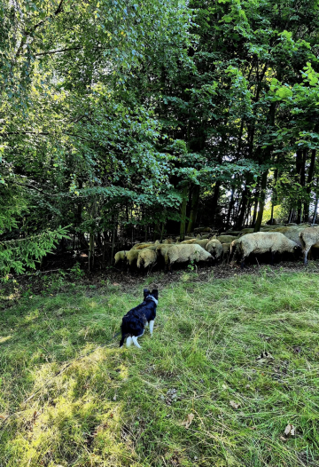 A Pink Lady from Shark's Field