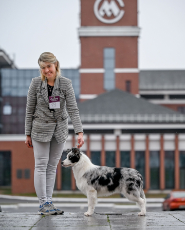 I'm Show Assorty'k Stars Border Collies