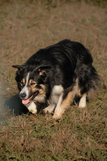 Hidden Bo Great Winner