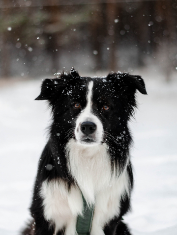 Viri Amikus Bennu Veles