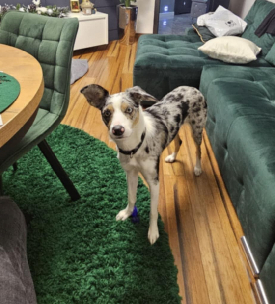 W Kiara Vom Haus Seiffert