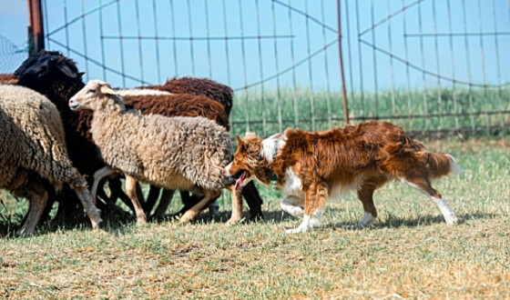 Maremania Belive in the Dream