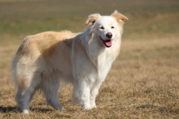 Piece of Happiness Dream