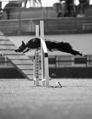 Misty Highland Isle of Tiree