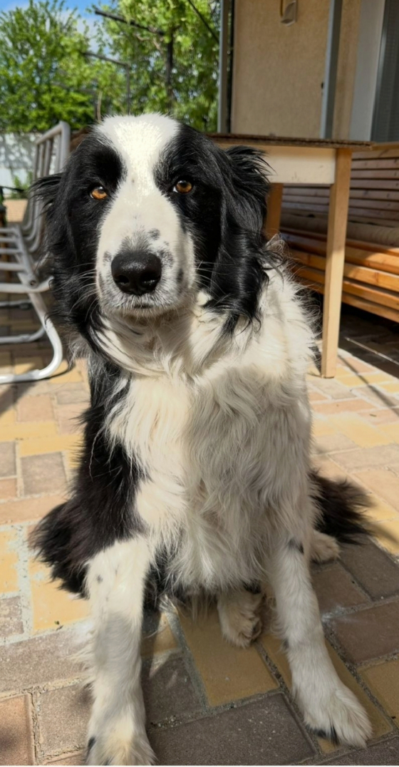 Arnold Iron Will To Win