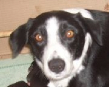 Holmelyne Lakeland Mint Cake