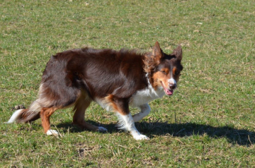 Olea De La Cite De La Faiencerie