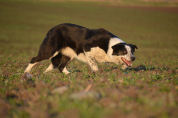 Blessed Borders Quick Grip