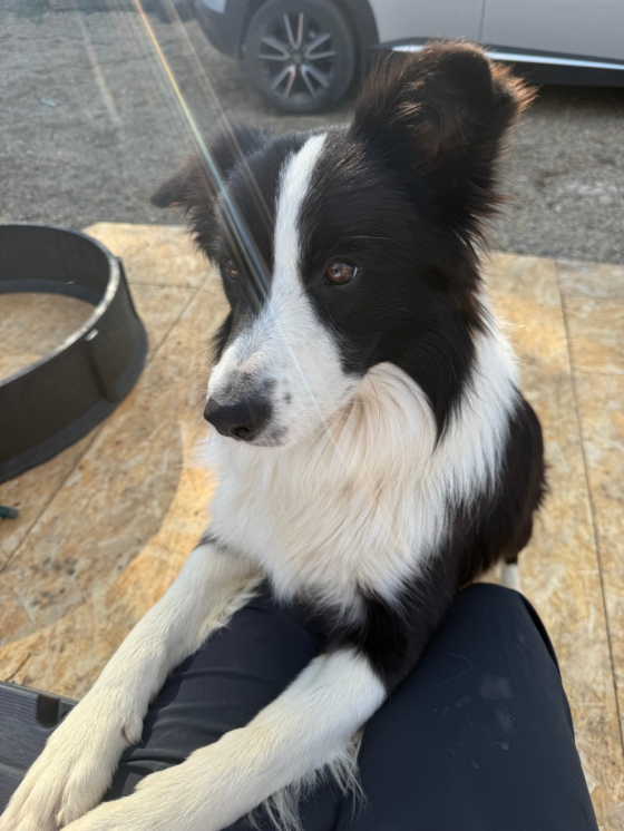 Marvel iz Gnezda Drakona