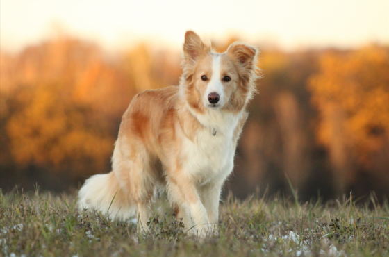 Avril Pierre de Lou TP