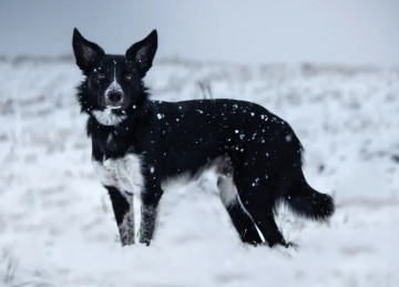 Simply Fab Vexor Shepter