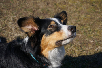 Ash Unlimited Sheepdog