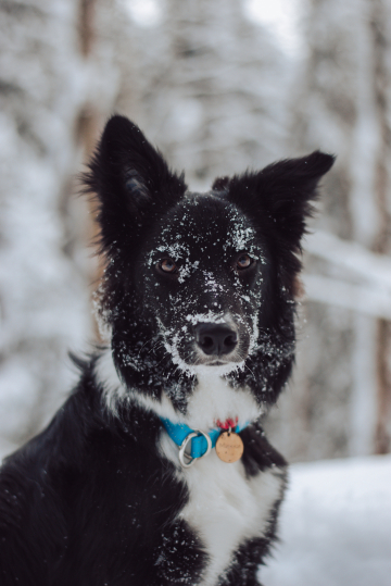 Demon In Black Style