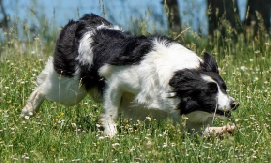 Magic Spirit Of Jerloo De Loustalarie Des Bourdalats