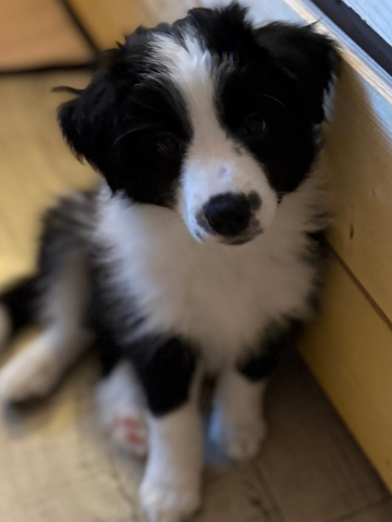 Amata Altera Inkognita