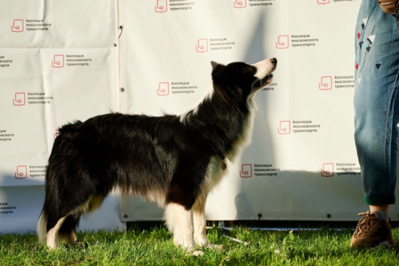 Grill Bacon s Gory Mezmay