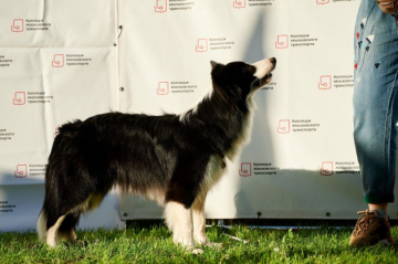 Grill Bacon s Gory Mezmay