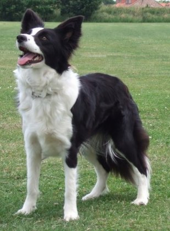 Nobite Breakin The Rules