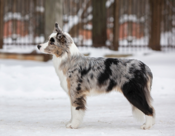 Atapaski Varvara Krasa