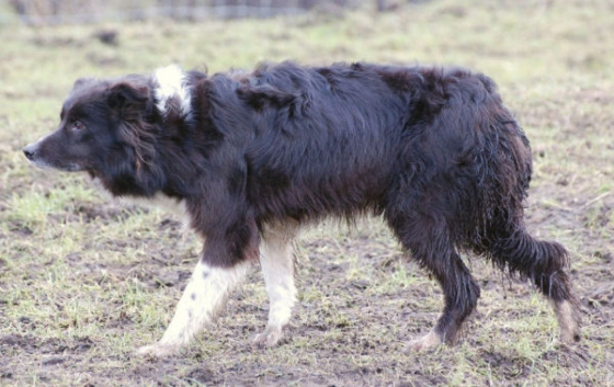 Lil Dutch Highlands Famke