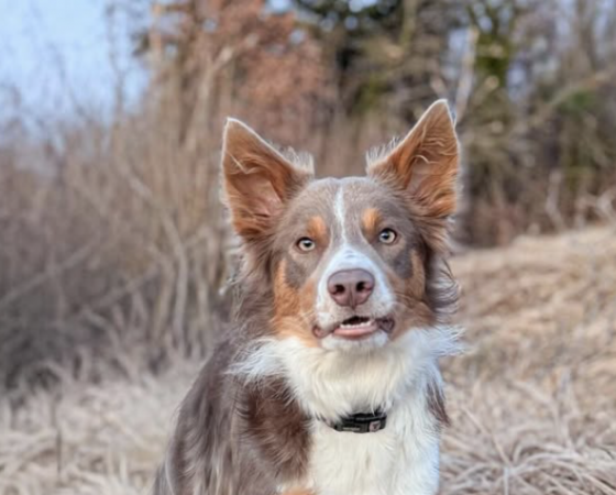 Cypryss Okent Jedi Shepherd