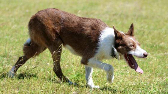 Res Poloniae Hidden Hunter