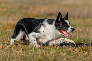 Jippo Jr Unikalus Greitis