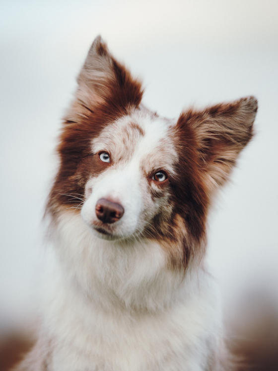 Nafani League of Legends