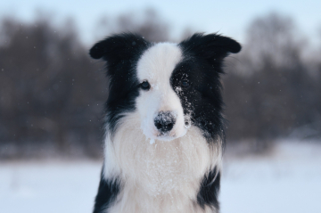 Kasper S Gory Mezmay