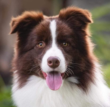 New Dream's Border Varenne