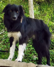 Dark'o Bardick Magick Border Collies