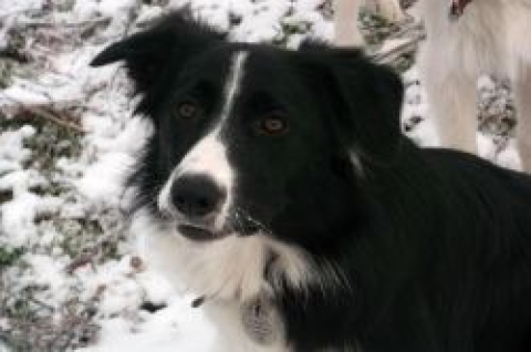 Juno