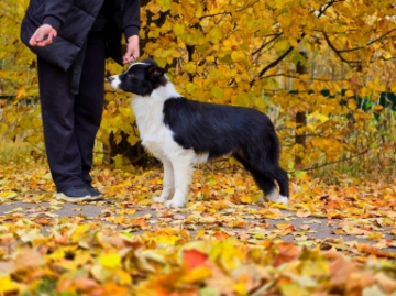 Make Me Happy Show Assorty'k