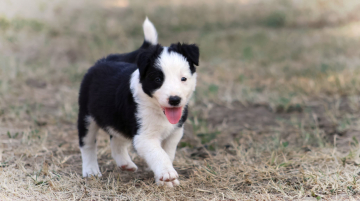 A Rio Au Royaume d'Une Nuit Etoilee