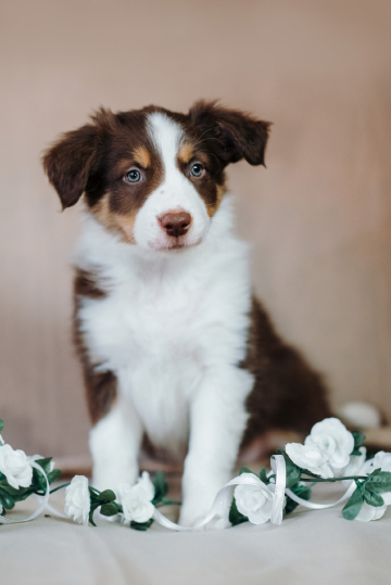 Eseniya Morning Star